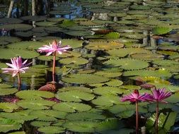 Exotic pink waterlilies blossom