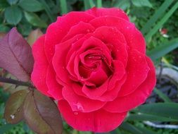 big scarlet rose in the garden