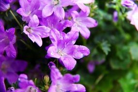 close-up photo of plant with purple small flowers