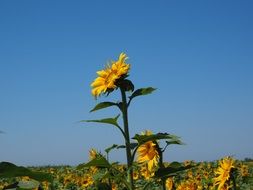 large sunflower on a blue sky background