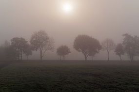 November Day in a foggy field