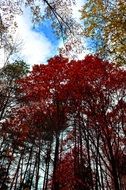 most beautiful Nature Forest