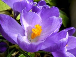 pale purple crocus with yellow core close-up