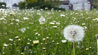 Big dandelion field in nature