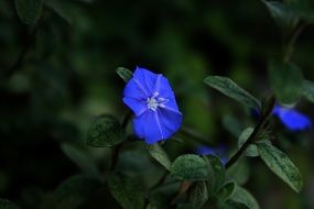 fascinating Blue Flower