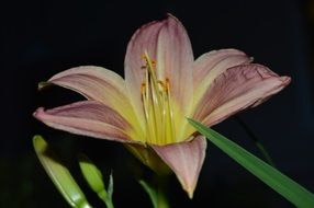 Botanical plant