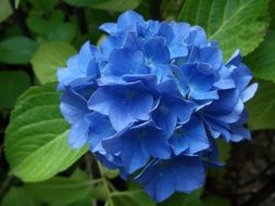 Blue hydrangea flowers in the forest