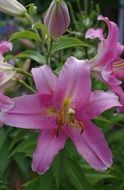 pink Lily Flowers with green leaves