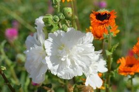 white summer flowers in the garden on a blurred background