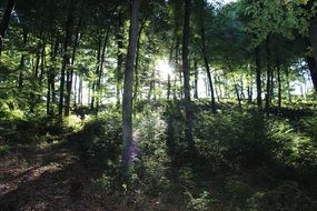 trees on a hill in the forest