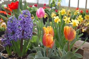 flowers of different varieties in the flowerbed