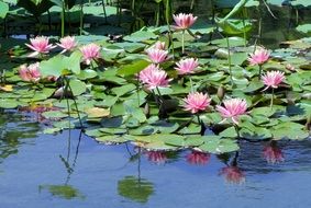 Water Lily Green Lake