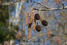 Branches of the birch tree in spring