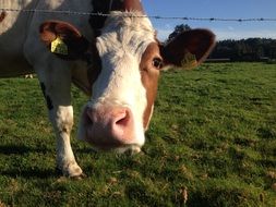 cow in a green paddock
