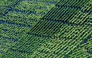 panoramic view of vineyards on the slope