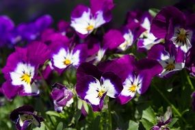 Purple and White Pansies blooming outdoor