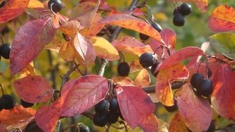 cotoneaster with black berries