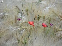 Poppy and wheat fields