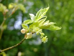 Maple flowers blossom in the spring