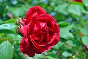 incredibly handsome Rose Red Flower