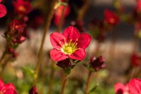 Beautiful blossoming Saxifraga Ardensii flowers in spring