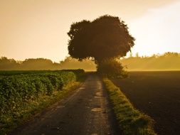 tree near the road during sunset