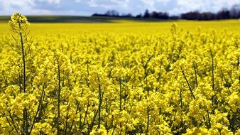 landscape of bright yellow field on a summer sunny day