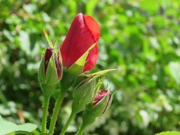 Red Rose Flower bloom