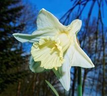 white daffodil on a background of tree branches