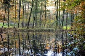 Landscape of the Pond in a autumnal forest