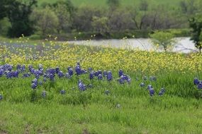 Flowers Wildflowers Texas