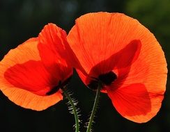red Spring Nature Poppy macro view
