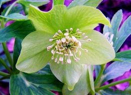 Winter Aconite Hellebore