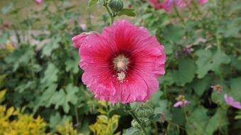 Holly Hawkeye Flower