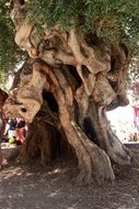 Big old olive tree