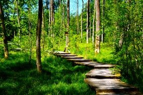 landscape of wooden floor for walks in the green forest