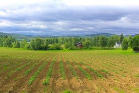 Landscape with potato field