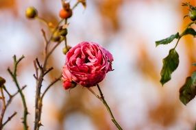 bush with roses and fruits