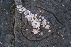flowering almond branch on the ground