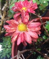 Yellow flowers with the pink petals