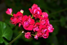 Geranium, Beautiful red Flower