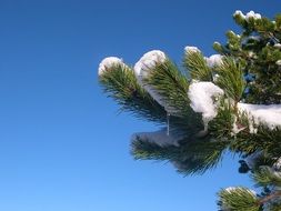 white snow on spruce branch