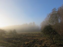 landscape of the meadow in the morning light