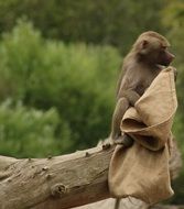 monkey with a bag