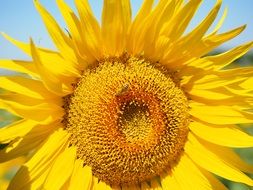hardworking bee on the sunflower