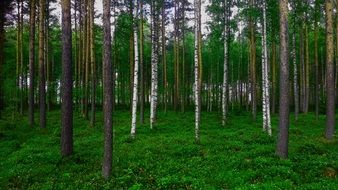 pine and birch forest