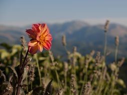 nice Mountain Flowers