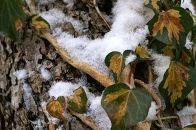 snowflakes on the branch