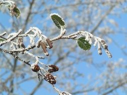 green branches in hoarfrost in the bright sun