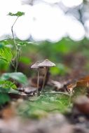 wild mushrooms in a natural environment